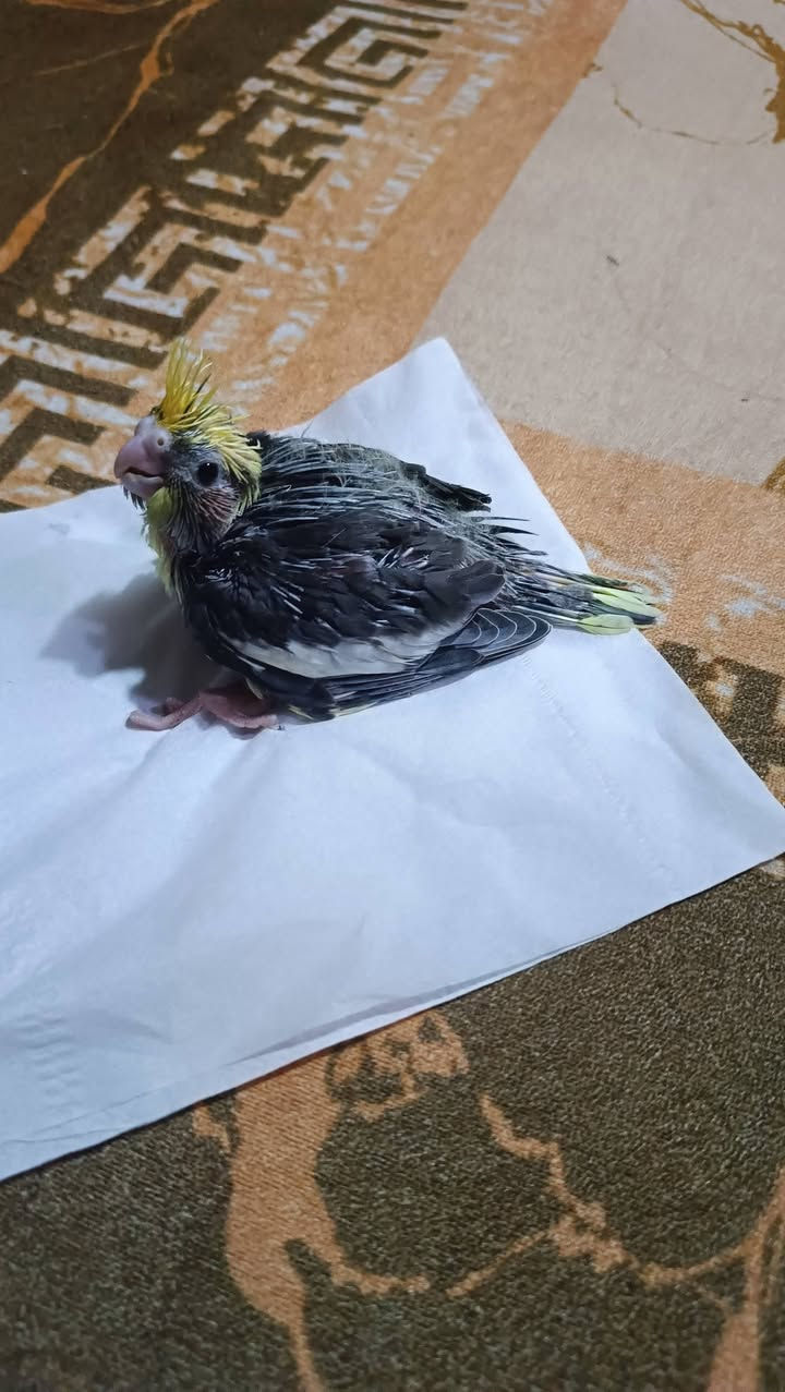 فرخ كوكتيل زق بصحه جيدة


**إذا كنت صاحب هذا الإعلان وتريد حذفه لأي سبب، رجاءا أرسل رسالة إلى الدعم الفني**