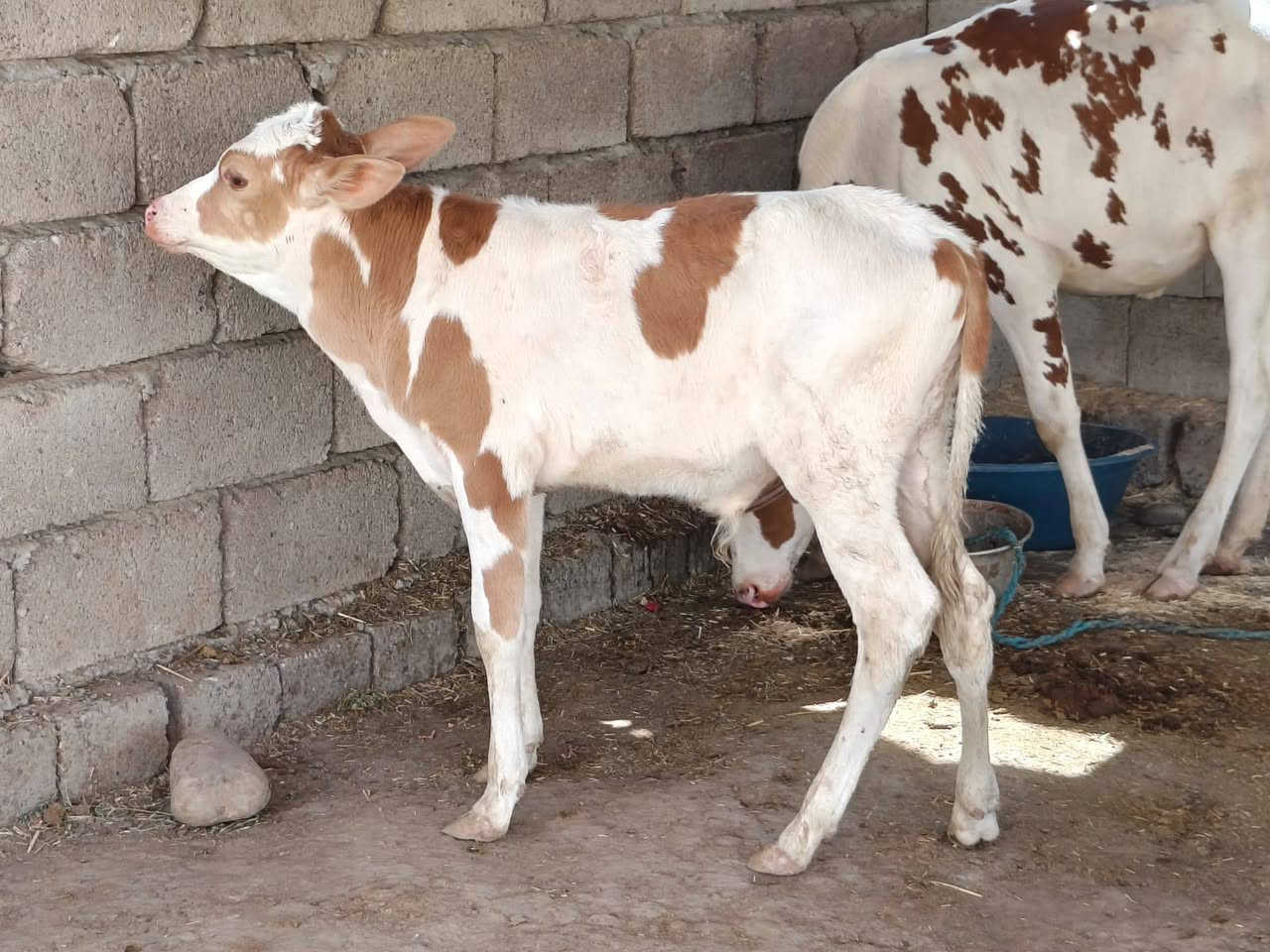 السلام عليكم 
حولي هولشتاين جنس درجه اولى مال جنيه اچل وشرب ونصاحه شرط العمر 5 اشهر المكان صلاح الدين الشرقاط الخضرانيه اتصل وتدلل 
***********
السعر 950 وبي مجال
