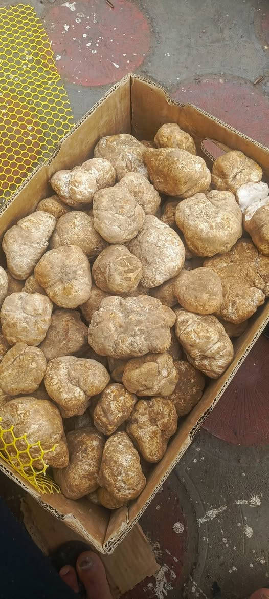 يتوفر كما
زبيدي + حرك 
أبيض + أحمر 
كلو خشن جمه رقم 1 
العنوان صلاح الدين تكريت 
شارع الأربعين قرب جامع صدام 
للاستفسار اتصل 🗣📲📞 
***********
***********وات ساب 
يوجد خدمه توصيل 📮
