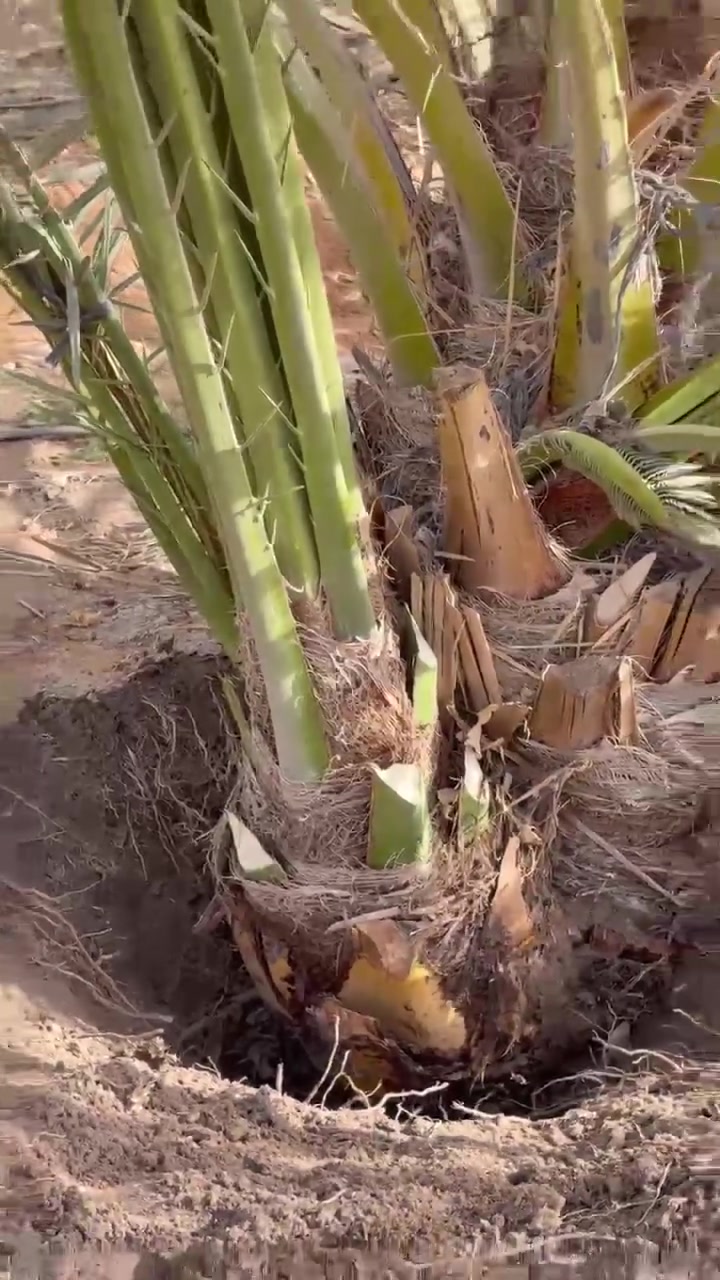 فسائل برحي فرنسي 🌴✅
متوفر فسائل برحي فرنسي 🌴✅ 
احجام ممتازه جدا 🌴✅
سعر مغري 💯🛻
رقم التواصل ‏‪0 102 946 0670‬‏


**إذا كنت صاحب هذا الإعلان وتريد حذفه لأي سبب، رجاءا أرسل رسالة إلى الدعم الفني**