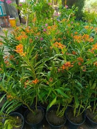 توصيل النجف والكوفة • ديكور وحديقة • واتساب