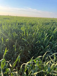 الناعمة • ٦٣ دونم • بئر ١٦٦م