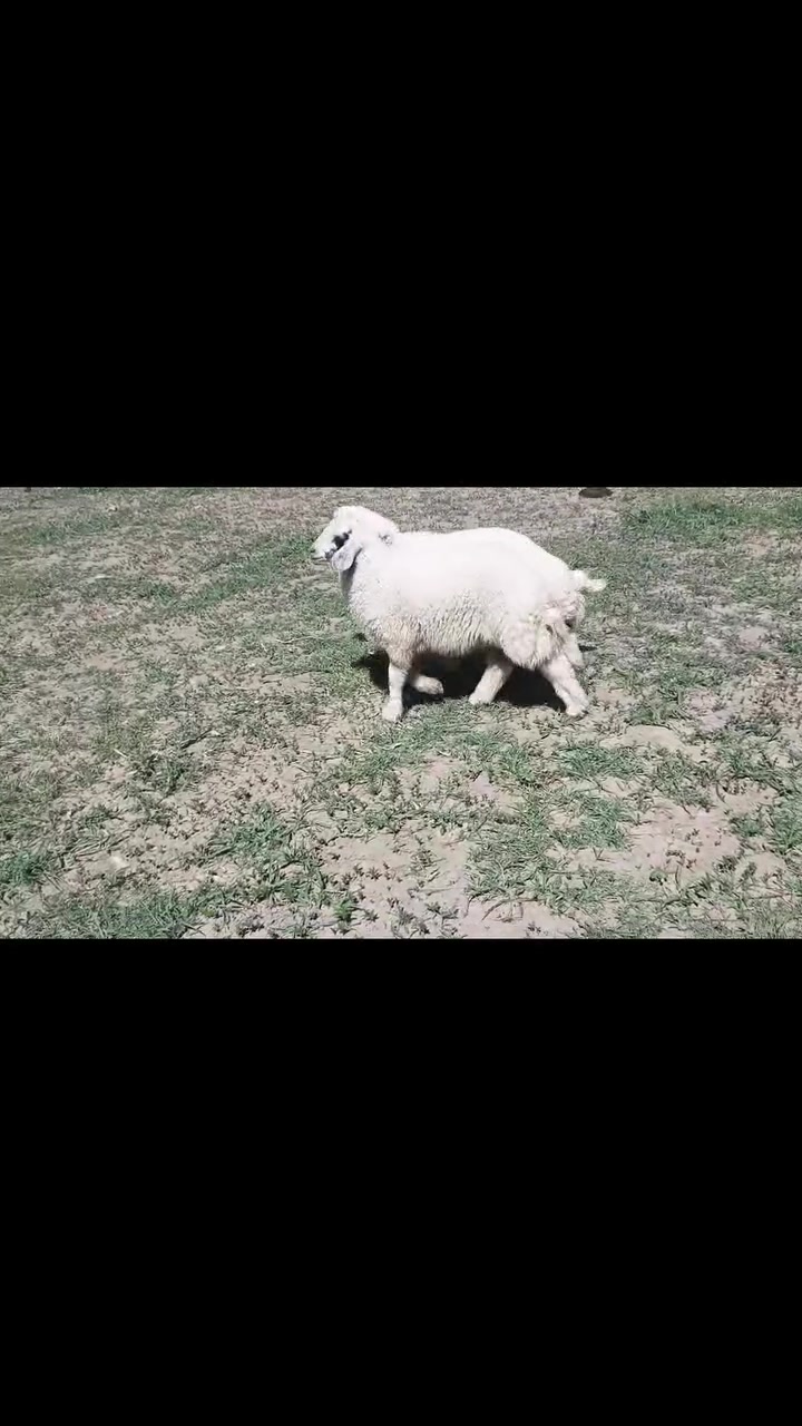 سلام عليكم عندي طليان للبيع اليريد يتصل 
***********مكاني طريق سده محاويل
