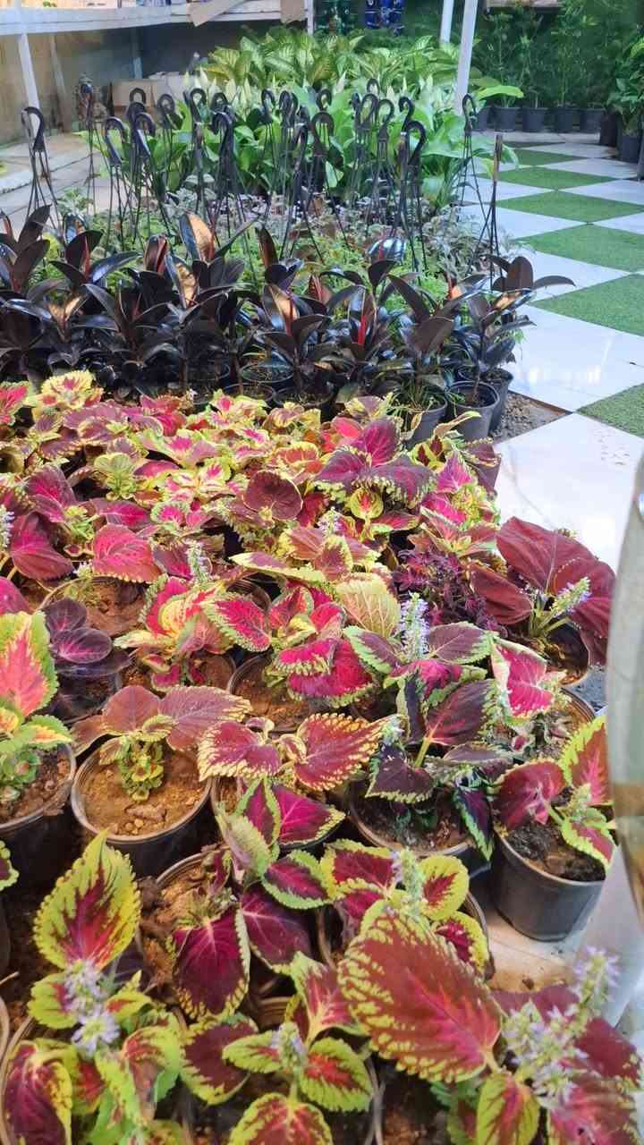 توفرت الآن مجموعة مميزة من النباتات الظلية داخل #مشتل_ملك_الزهور 
أصناف متنوعة 
وأسعار مناسبة 
ذي قار الشطرة شارع العدل قرب البوابة الرئيسية مجاور بلدية الشطرة مقابل مدرسة ذي قار 
تتوفر خدمة توصيل داخل الشطرة فقط


**إذا كنت صاحب هذا الإعلان وتريد حذفه لأي سبب، رجاءا أرسل رسالة إلى الدعم الفني**