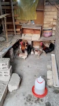 طبقة بيض • كويتي كريمي • دماء نقية