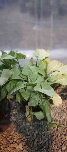 تم وصول وجبه من النبتات مـشـتـل دومـيـز ♦🔥انتضرو العروض🤍🔥🔹
شكراً لاختياركم #مشتل_دوميز
جـمـال حـديـقـتـك🖤 يـبـداء مـن مـشـتـل دومـيـز🌳
♦#....بيش يبيعون اني ارخص.منهم💪
♦ العرض مستمر لحين.انتهاء الكميه💥💥💥💥
          💞#مشتل_دوميز💞
♦موصل الايسر •حي الساهرون
♦🔥🖤━شارع_✘✘_المولدات━🩵🔥
       موصل الايسر #حي_الساهرون شارع المولدات
♦✧════•❁❀❁•════✧
للحجز والاستفسار واتساب فايبر
♦***********
✧════•❁❀❁•════✧
متوفر توصيل داخل #الموصل_الحبيبه🩵🫂
♦***********واتساب فقط

#مشتل_دوميز #نباتات_منزلية #نباتات_داخلية #تجهيزات_زرع #نباتات_الموصل #ديكور_نباتي #عشاق_النباتات #نباتات_ظل #نباتات_زينة #موصلنا_خضرا #نباتات_للبيت #تنسيق_نباتات #هدايا_خضراء #نباتات_وعناية #AL_MOSUL
