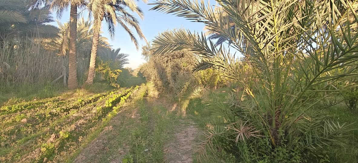 يا الله 
بستان 3 دوانم ونص مع دار و مشتمل قيد البناء للبيع 
مسيج بالكامل يحتوي على تخيل و أشجار مثمرة 
منطقة للوند


**إذا كنت صاحب هذا الإعلان وتريد حذفه لأي سبب، رجاءا أرسل رسالة إلى الدعم الفني**