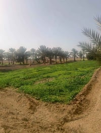 ٢ دونم وربع • طابو زراعي • خلف جامعة بابل