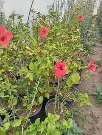 اشجار مثمرة • توصيل مجاني • البدبر