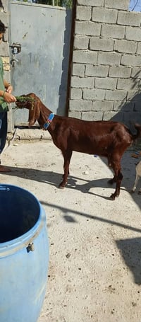 ماعز شاميه • درجة اولى • بغداد