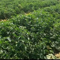 ٩٠ دونم • خلف مصفى النجف • عقدين