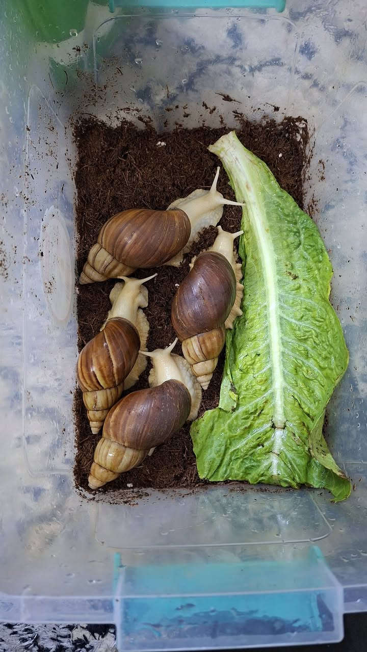 السلام عليكم بغداد البلديات الضباط
حلزونات ٨ وحدة عمر ١٠ اشهر 🐌🐚😍🥰
25 الف
*********** واتساب
