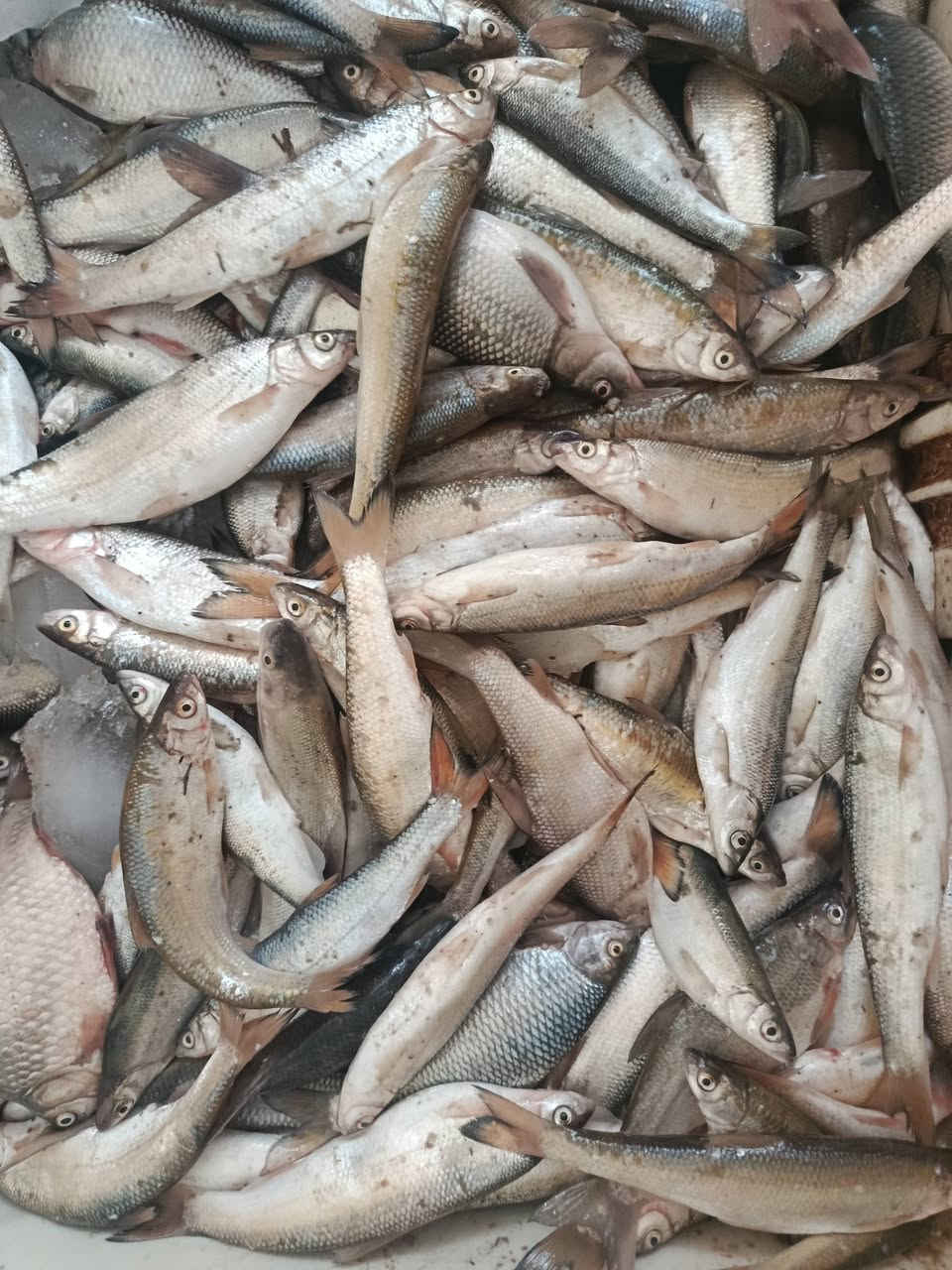 1- يتوفر جميع انواع السمك
 سمك مسكوف شرط حي
سعر الكيلو معا الشوي
 7000
2- دجاج عل فحم وزن 1300 سعر الدجاجه/7000 
سمك ناعم سعر الكيلو 1500 الف
زابي خشن/ 3500 الف
معا خدمة توصيل 
3-جري نهري شرط الكيلو ب4000
شبوط نهري سعر الكيلو 7500
/*********** اتصل وتدلل
العنوان بل قرب من جسر الشهداء
