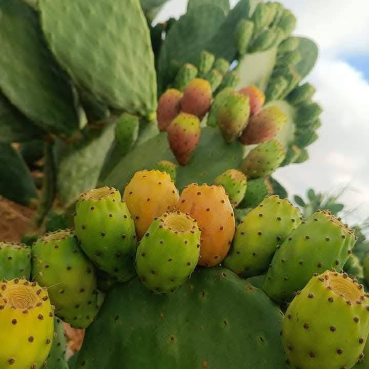 تتوفر كفوف التين الشوكي الهجين 🌿!

كل 3 كف ب 10 الف دينار 

الاحمر
الابيض
الاصفر
السكري

تتوفر خدمة توصيل جميع محافظات العراق 
5 الف جميع محافظات
للحجز واتساب او الخاص *********** عنوانه الانبار راوة
