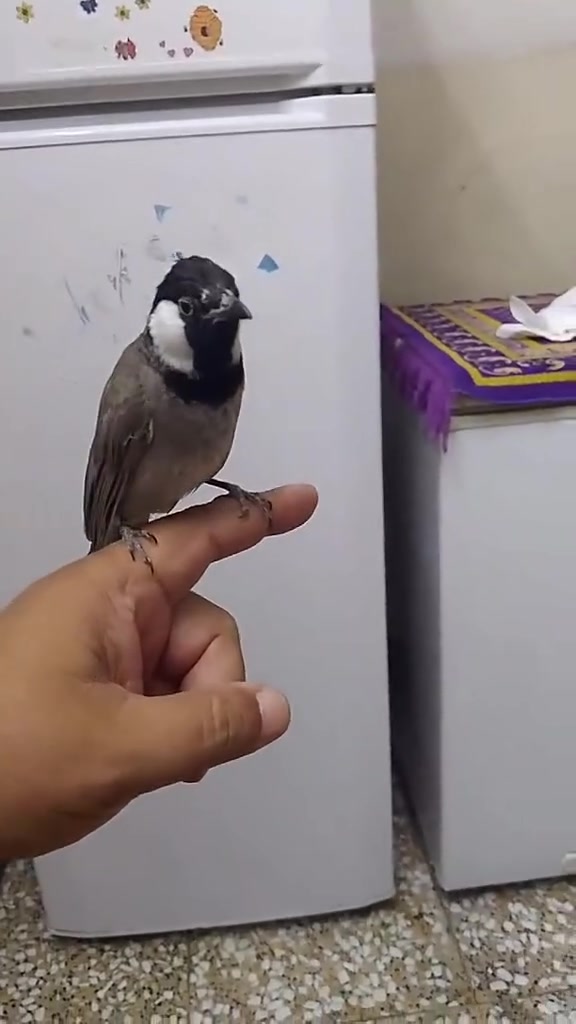 متاح بلبل اليف طينة السعر 75 مكان الغزالية


**إذا كنت صاحب هذا الإعلان وتريد حذفه لأي سبب، رجاءا أرسل رسالة إلى الدعم الفني**