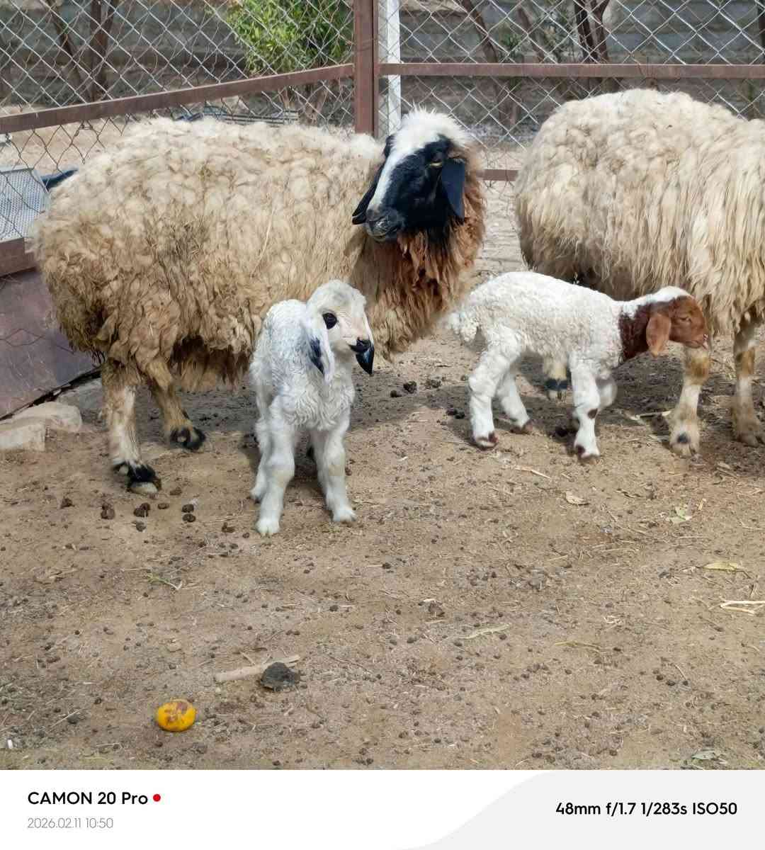 زوج نعاج وراجين مطافيل جواهن فطايم  خير من الله مكاني بغداد التاجي  ماعندي توصيل رقم
***********
***********واتساب 
***********
