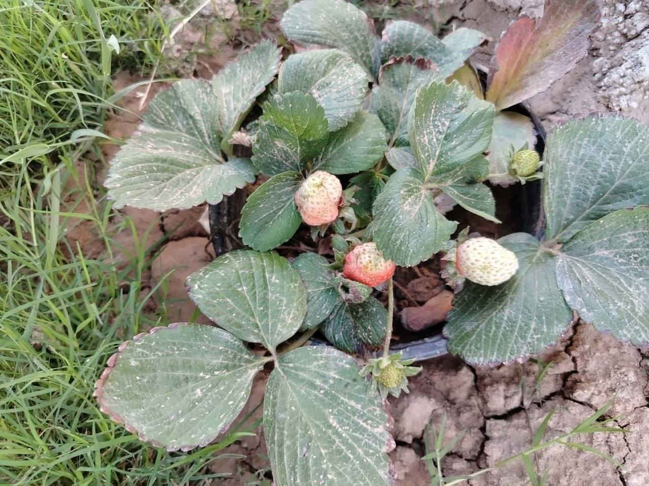 يوجـد شـتلات فرولة 🍓🍓لـلبـيع


**إذا كنت صاحب هذا الإعلان وتريد حذفه لأي سبب، رجاءا أرسل رسالة إلى الدعم الفني**