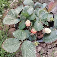 شتلات • فراولة • للبيع