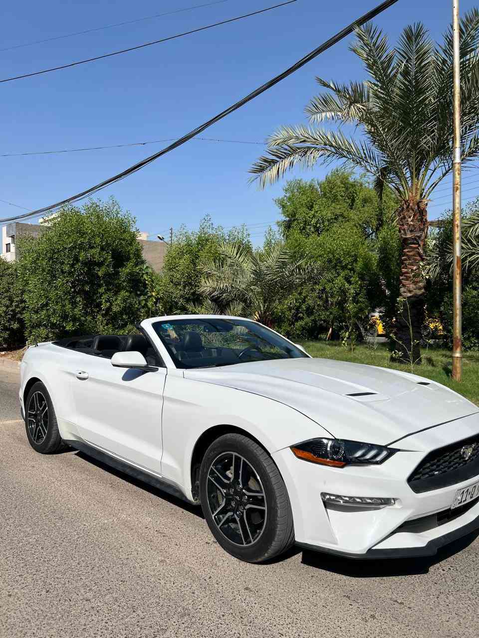 السلام عليكم
موستنك موديل ٢٠٢٣ لون ابيض 
 فول مواصفات قماره كشف 🏎️
محرك 4 سلندر توربو  و كشنات كهربائية وتحكم ستيرن و شاشة +كامره خلفيه 
حادثها بسيط بدون ايرباك 
صبغ بيها بس راس البنيد ورأس الجاملغ 
العنوان : بغداد -  السيديه 
رقم تلفوني للاستفسار واتساب 
***********‬
سعرها 184 ونص 
ترهم مراوس
