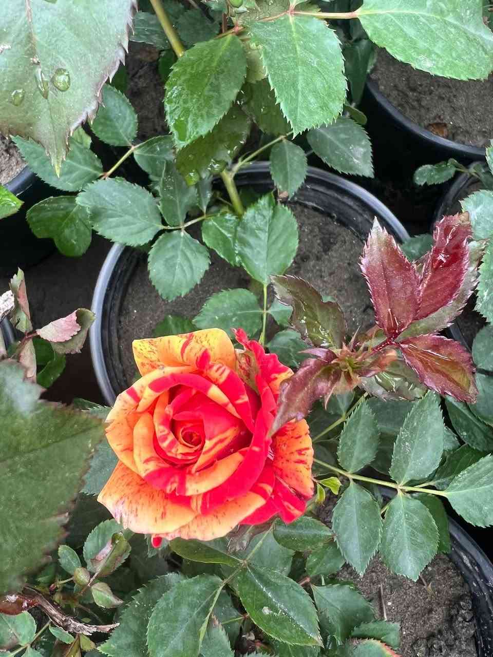 توفرة أشجار ورد الروز الدائمي  بكل الألوان 🥰
احجام كبيره بسعر ٥ الف توصيل مجاني 😘


**إذا كنت صاحب هذا الإعلان وتريد حذفه لأي سبب، رجاءا أرسل رسالة إلى الدعم الفني**