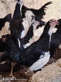 ديك • ديك بوطاني • ديك اصلي • دواجن • طيور للبيع • ديكة