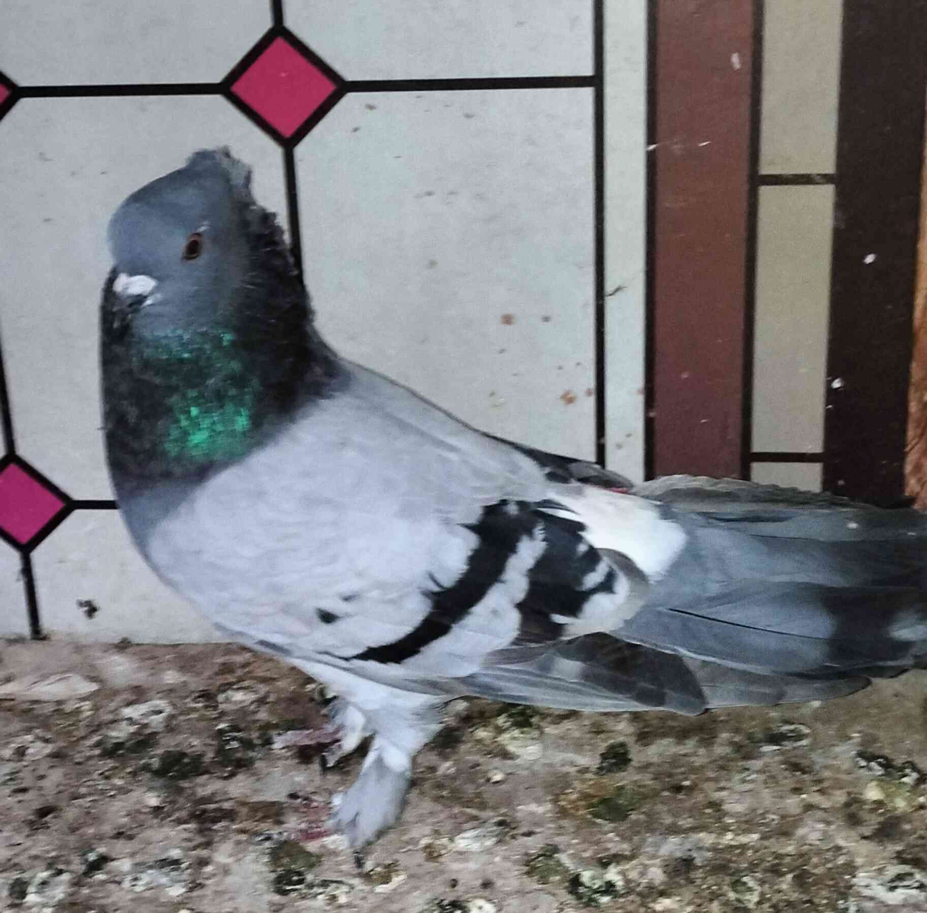 سلام عليكم من رخصت مدير الكروب متاح تور العدد ٦ سعرهن كلهن ب ٣٠ شراي يتفضل خاص مكاني بغداد دوره


**إذا كنت صاحب هذا الإعلان وتريد حذفه لأي سبب، رجاءا أرسل رسالة إلى الدعم الفني**