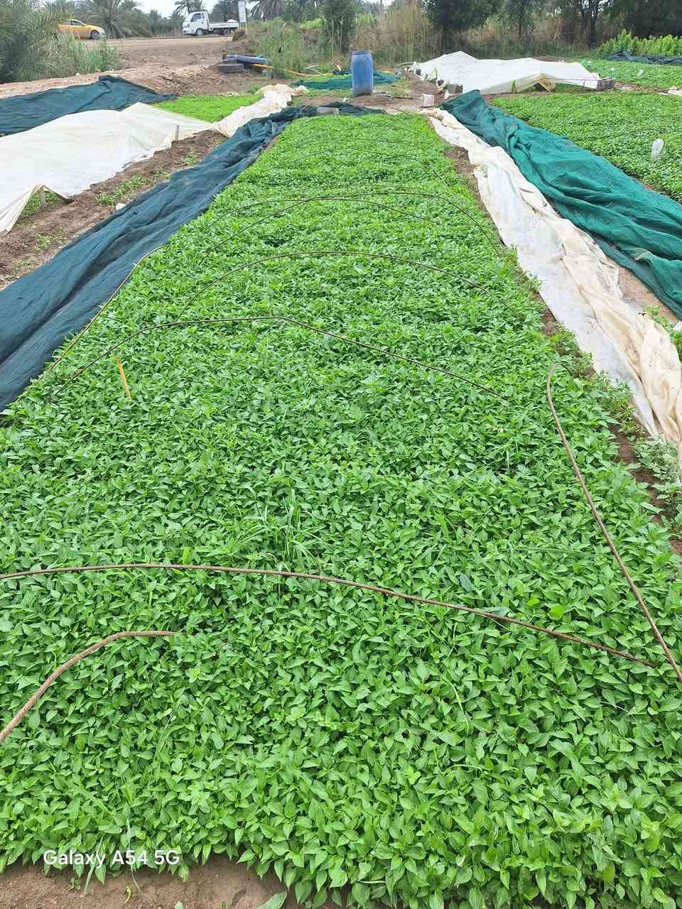 اللهم صل على محمد وال محمد
السلام عليكم يوجد دايات فلفل حار وبارد درجه اولى جاهزه للشتال العنوان بابل /جبله طريق صويره مشروع  (مشتل المصطفى )للاستفسار والحجز الاتصال ***********/*********** 
لايوجد لدينا توصيل
