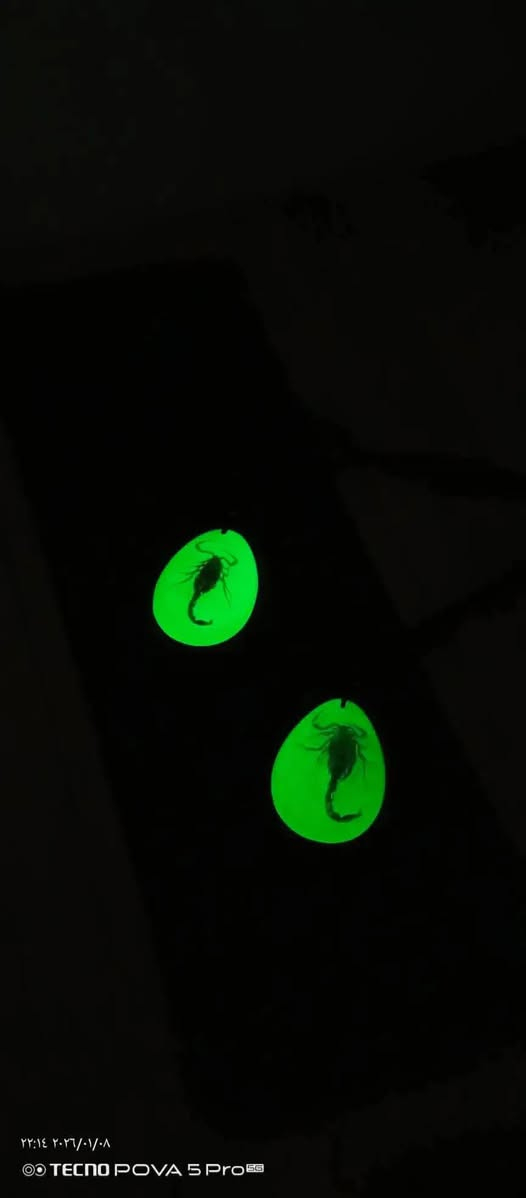 قلادة بيها عقرب حقيقي محنط مضيئة بالضلام
سعر القطعة 13 الف مع التوصيل
 سعر القطعتين 20 الف مع التوصيل


**إذا كنت صاحب هذا الإعلان وتريد حذفه لأي سبب، رجاءا أرسل رسالة إلى الدعم الفني**