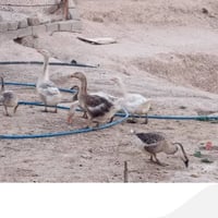 وز • عدد ٦ • ٢ مخاليف