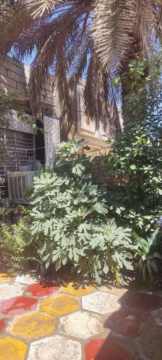 السلام عليكم
بيت طابو صرف
المساحه 240
نوع البناء عگاده 
الطابق الاول
أستقبال
صاله
غرفتين
مطبخ
مجمع صحيات خارجي
كراج سياره
حديقه
الطابق الثاني يحتوي على غرفتين 
الموقع : قرب السفينه شوارع الصب
***********
