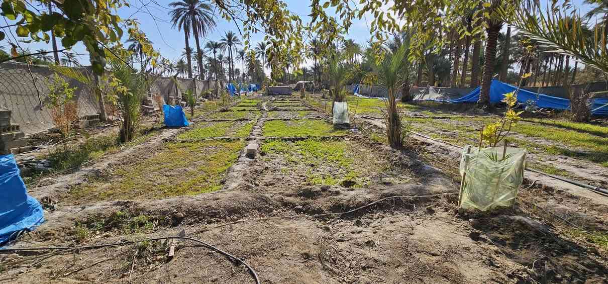 💥 المصداقية سر نجاحنا 💥

💢 دونم واحد وجهه على فرع 96 متر تقريبا والعرض 26 متر تقريبا محدد من جميع الجهات 
💢 جنس الأرض طابو زراعي سند 25
💢 جميع الخدمات متوفرة وتصلح سكن أو منتجع ترفيهي عن الشارع التبليط 40 متر
 عرض الفرع النازل لها فقط 4 متر
💢 يحتوي على كرفان سويت استراحة ومجموعة من الأشجار والنخيل وانارة ليله داير مداير البستان وأيضا يحتوي على حوض خزن المياه وكلشي موضح بالفيديو بالتعلقيات 

💢 العنوان// كربلاء _ تبعد عن الإمامين عليهم السلام 18 كيلو والها أكثر من مدخل بين شارع كربلاء _ طويريج  وشارع نجف _ كربلاء 

💢 السعر = 105 مليون وقابل للتفاوض 
 

🔴عندك عقار للبيع و محتار  يم الملاك لا تحتار سهله ما عليك سوى التواصل معنا : 

☎️ ***********          ☎️ ***********
                  محمد أبو ملاك الحسناوي 

زوروا موقعنا : مكتب أملاك الخير _ شارع الرابط _ مقابيل المعمل المقرنص
