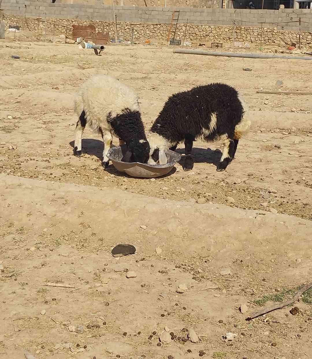 بسم الله متااح زوج فطايم يرهمن جنيه وربط شرط النصاح مكان عنه الريحانه     سعر  ٤١٠
توصيل حسب الاتفاق   ***********
