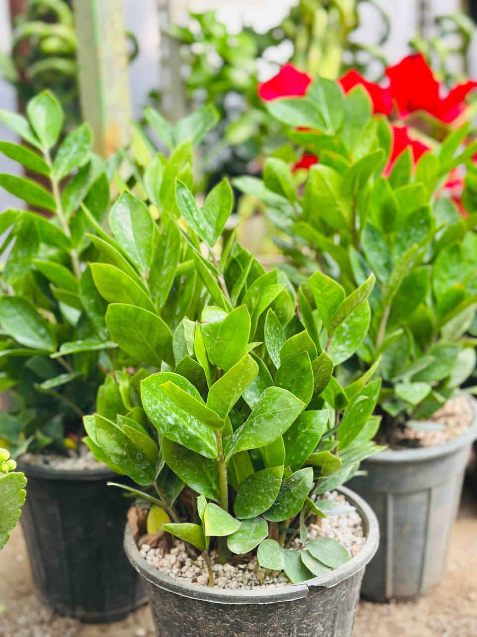 في كل صباح 
هناك فرصة جديدة
لقلبٍ أخف
وأملٍ أكبر
وحياة أجمل مما نظن
صباحكم راحة وبال مطمئن .🌸 
مشتل النورين  لكافة تجهيز  الورود الفخمه 
 وبكافة انواع الورود والاشجار المعمرة 
 كذالك انواع  الاشجار المثمرة  
 #عنوانه_شارع_الغطاس_خلف_المجمع_السوري


**إذا كنت صاحب هذا الإعلان وتريد حذفه لأي سبب، رجاءا أرسل رسالة إلى الدعم الفني**