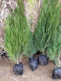 مشتل الجمعيه • نباتات خارجية • توصيل داخل الدجيل