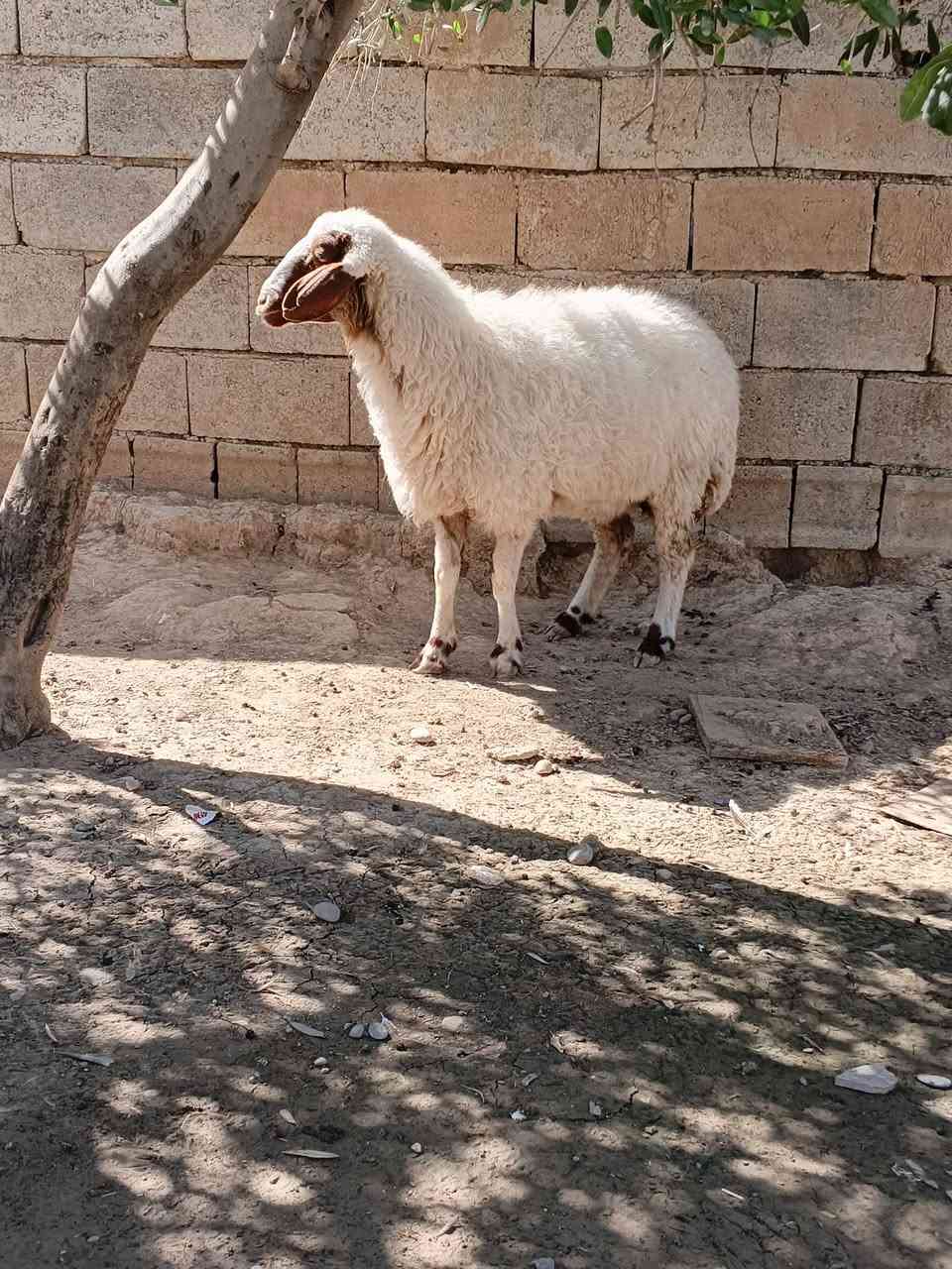 السلام عليكم ورحمه الله
نعجه للبيع  ام ثاني شرط اعشار (فحص سونار)
القيارة قرية الحاج علي خربة شمام 
***********
‏‪***********‬‏
