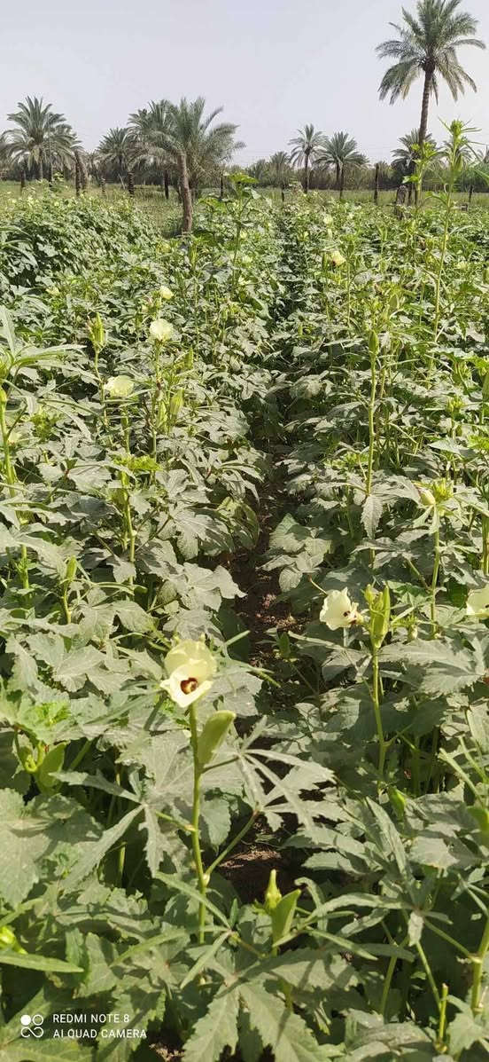 يوجد لدينا بذور بانيا فرنسيه بنت القوطيه الربعينيه نتاجيه خير من الله لون الغصن اخضر فاتح درجه اوله ضمان شرط الحوي *********** واتساب
