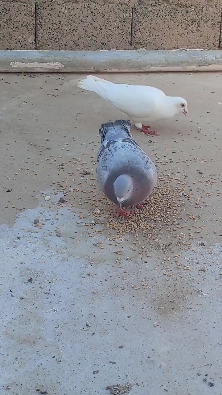 للبيع الزوجين على وجه مبياض ***********
