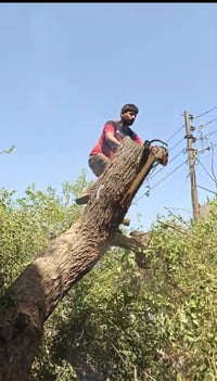 قطع الاشجار مجاني07741423411