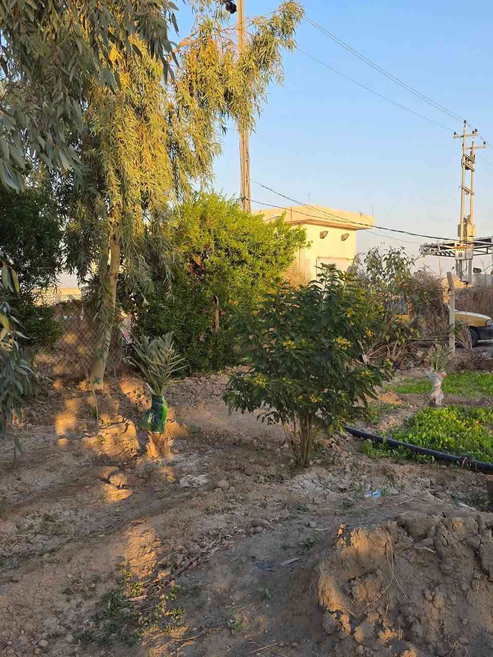 مزرعه للبيع 4 دوانم وجها  ع تبليط تبعد عن طريق الدغارة ديوانيه 700 متر// بيه مشتمل سند 25 بيها اجازه بستنه   خلف مطعم 🍴 واثق قرب معمل الزفت/***********
