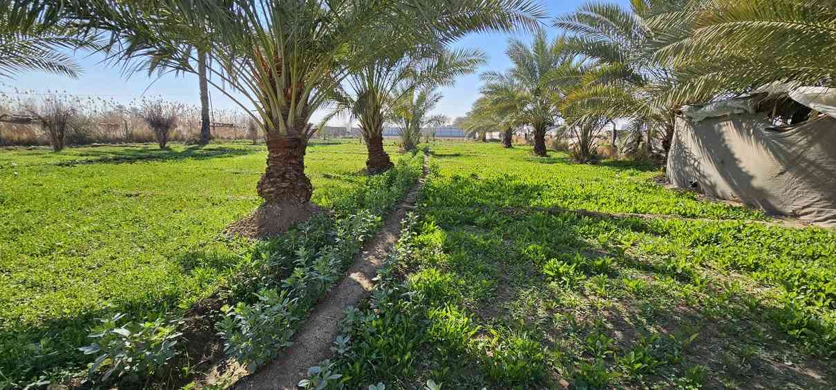 حياكم الله متابعينا الكرام... الملاك للعقارات كربلاء  ...
..... احلا عرض للي يردون أرض بموقع يتسم بالهدوء ....
💥 2 دونم واجهة كل دونم 60 متر والباقي نزال 
💥 طابو زراعي سند 25 تحويل أسهم بأسم المشتري 
💥 دونم مخدوم ودونم جاري الخدمة 
💥 يناعن كلهن أو أقل حسب رغبة المشتري 
💥 بالقرب من منتجعات ترفيهية عائلية خاصة 
💥 تصلح سكن أو منتجع ترفيهي جميع الخدمات متوفرة 
🛑 العنوان// كربلاء _ شارع النجف عمود 1141 _ منطقة الجذار _ تبعد عن الإمامين عليهم السلام 18 كيلو تقريبا 

هل لديك عقار للبيع؟ راسلنا.

بيع_شراء_العقارات_كربلاء

منازل وقطع سكنية وأراضي زراعية بمساحات مختلفة 

نستقبل عروضكم في مدينة كربلاء المقدسة 

كل المناطق داخل كربلاء 

شنــو عندك عقــــار للبيع  راســـلنا 🅿️

__________________
للاستعلام والاستفسار:

موقع المكتب: 
💥الزبيلية _ شارع الرابط _ مكتب أملاك الخير _ مقابل المعمل المقرنص الأوربي 💥

***********
***********      محمد أبو ملاك الحسناوي
