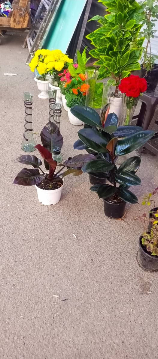 انواع الوردللبيع بعقوبه قرب مرطبات الامير *********** بعقوبة, ديالى
