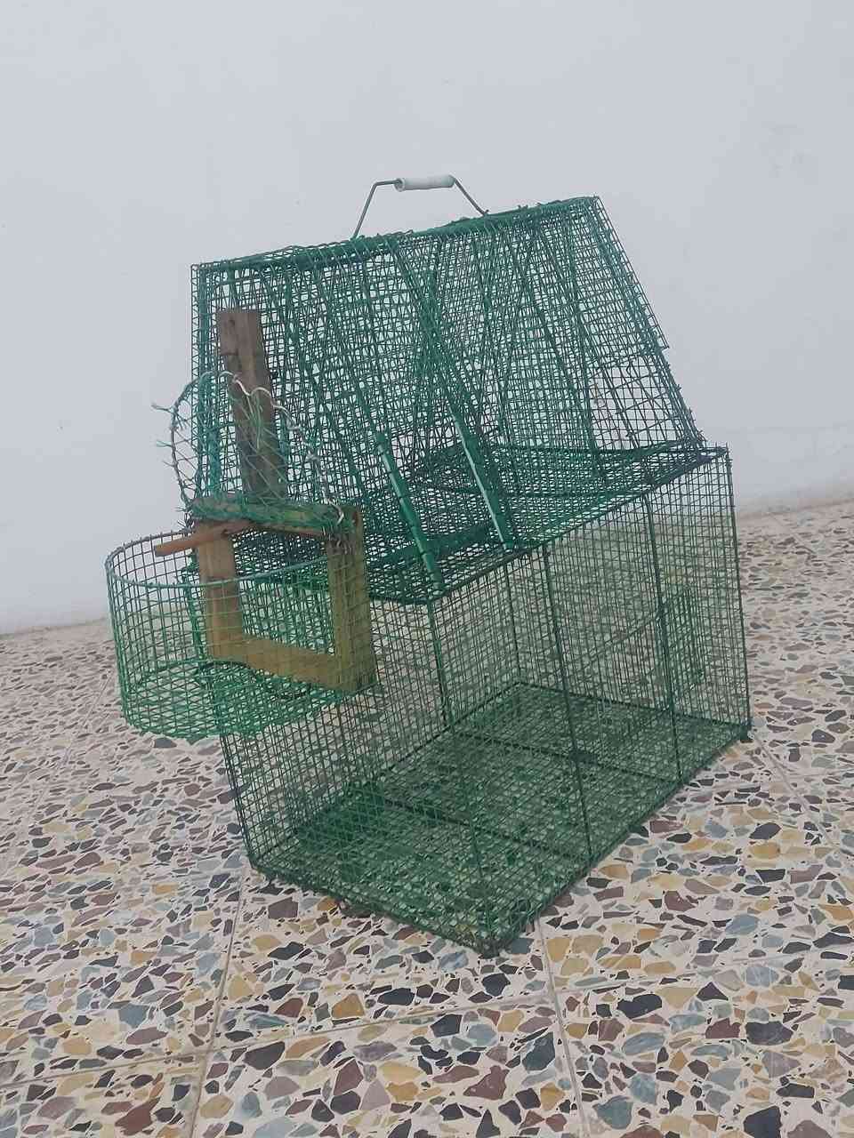 قفص بلابل للبيع خمس صيادات السعر خاص


**إذا كنت صاحب هذا الإعلان وتريد حذفه لأي سبب، رجاءا أرسل رسالة إلى الدعم الفني**