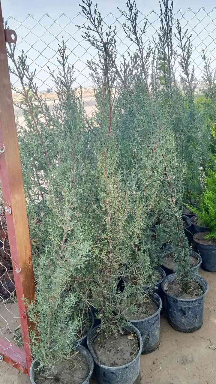 السلام عليكم ورحمة الله وبركاتة
تم وصول وجبه جديده من الشتل 

مشتل بغدآد بلاࢪوز 
الشتل 

مـشـتل بـغــدآد بـلاࢪوز 

ثوية عراقية
وثويه اجنبيه
وثويه كف مريم 
ࢪمان  شهربان 
بخور 
تكي عراقي + تگي اجنبي 
شتله الفڪس 
اكاسيه
عنب اسـود ࢪئاسـي 
تـين بـلـد 
سبحبح
نبگ تفاحي البصراوي
زيتون خستاوي 
جـهـــــنـمـي

الــعنوان قـضـآء الشࢪقاط الـسگنـيه مـقـابيل قـاعه دࢪيم ستي 
لتفاصيل اگثر اتصل عله هاذه الࢪقم ***********
وحياگم الله الجميـ؏
