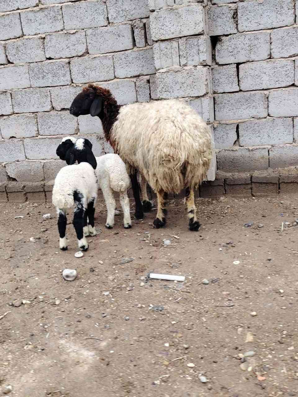 إسلام عليكم إخوان  نعاج ٢  توأمات إصايل مكفولات وراجين المكان بغداد التاجي خاص ماكو شراي يخابر  ***********      ***********
