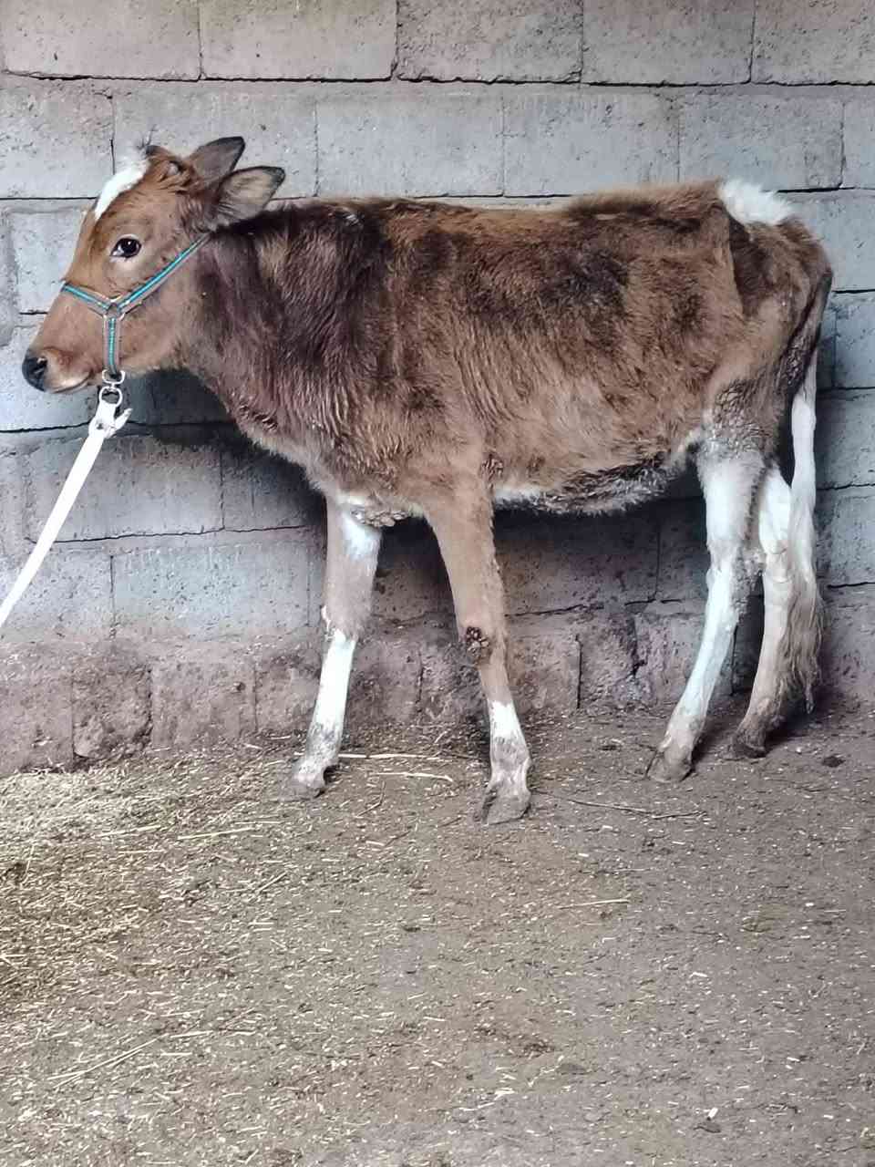 السلام عليكم
للبيع حوليه جنس هولنديه عمرها 11 شهر وشرط النصاحه السعر 880 وبيها مجال قليل الاستفسار الاتصال على الرقم *********** // ***********
