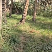 كربلاء شارع الحافظ • ١٠٦٠م • واجهة ٢٢م