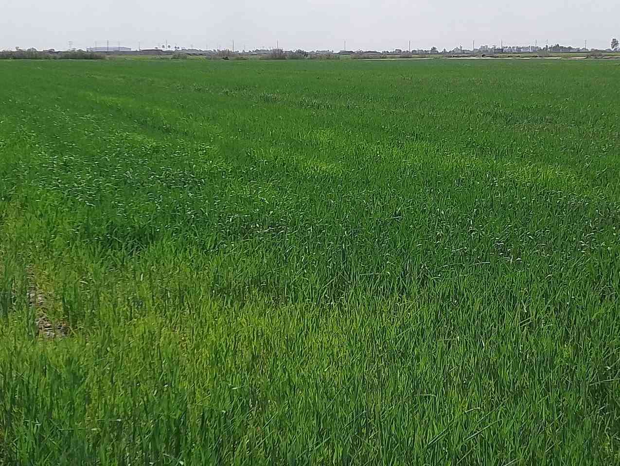 ارض زراعية للبيع
25 دونم، ،،،عقد 35 مجدد للسنة 2027
المي والزرع بيها صورة، ،،ناحية الامام -المزرعة ش5
للتواصل للاتصال بالرقم التالي *********** او المراسلة ع الخاص 👍
