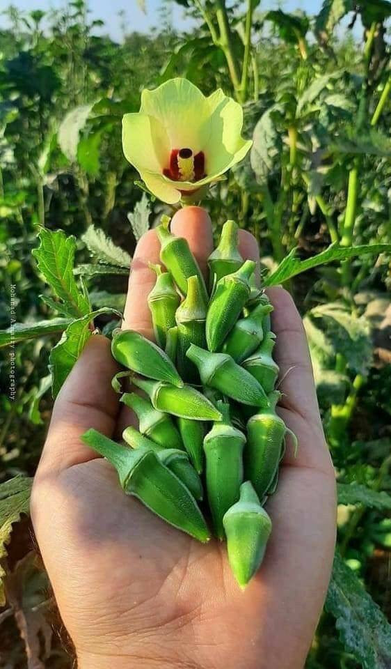 متوفر بذور بامية سلطانة الهجين
اشنركوا في كروبنا اسمه تجهيزات ( ازرع) متخصص في تجارة البذور والاسمدة والمبيدات محلي ومستورد
🌱 بامية هجينة ANUH F1
صنف عالي الجودة من البامية، يتميز بإنتاج وفير وثمار متجانسة ذات لون أخضر جميل، مناسب للزراعة المكشوفة والبيوت البلاستيكية.
✅ مميزات الصنف:
إنتاجية عالية ومستمرة
ثمار ناعمة مرغوبة في السوق
تحمّل نسبي للحرارة
نسبة إنبات تصل إلى 90%
نمو سريع وبداية إنتاج مبكرة
🌾 طريقة الزراعة:
موعد الزراعة: من شباط إلى نيسان (ربيعي) أو تموز إلى آب (خريفي)
طريقة الزراعة: بذار مباشر في التربة
المسافات:
بين الخطوط: 70–80 سم
بين النباتات: 25–30 سم
العمق: 2–3 سم
الري: خفيف ومنتظم (بدون تغريق)
🌿 التسميد:
قبل الزراعة:
سماد عضوي متحلل (2–3 طن/دونم)
بعد الإنبات:
NPK متوازن (مثل 20-20-20) كل 10–14 يوم
عند التزهير:
زيادة البوتاسيوم (مثل 12-12-36) لتحسين الإنتاج
يفضل إضافة عناصر صغرى (حديد + زنك)
📈 الإنتاجية:
يبدأ الحصاد بعد 45–55 يوم من الزراعة
إنتاجية الدونم: من 1.5 إلى 3 طن حسب العناية
الجني يكون كل يومين للحصول على ثمار طرية
💡 ملاحظات:
يفضل قطف الثمار صغيرة لزيادة الإنتاج
يحتاج مكافحة دورية للآفات (مثل المن والذبابة البيضاء)
التسميد المنتظم يزيد بشكل كبير من الإنتاج

علبة وزن ١٠٠  غرام 
السعر  ١٢   الف
يوجد حجز و توصيل لجميع المحافظات
للحجز اتصل / ***********
