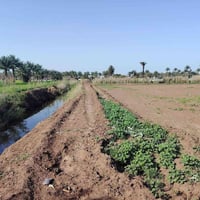 ٥ دونم • ماء سقي • دار سكن