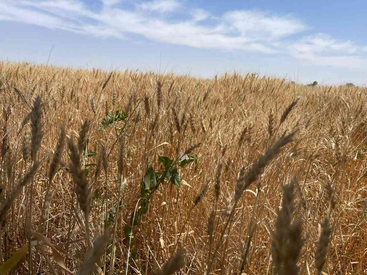 🌟 عرض اليوم 🌟

أرض للبيع — طابو زراعي سند ٢٥ تحويل مباشر
المساحة الكلية ٢٠ دونم
قطعة راقية جداً على شكل مربع ومزروعة بالكامل 🌱

📍الموقع مميز جداً
الرمادي ناحية اليرموك بداية منطقة القرية العصرية 
تصلح للسكن أو لأي مشروع استثماري ناجح بسبب موقعها الجغرافي والخدمات المتوفرة بالكامل:
✔️ ماء
✔️ كهرباء
✔️ تبليط
✔️ مدارس
✔️ خدمات بلدية

✨ الأرض معزولة عن الزخم السكني وتوفر راحة وأمان واستقرار للمستقبل
✨ شكلها المربع وعلى شارعين يخدم أي مشروع
✨ تكدر تقسمها دوانم أو تحولها قطع سكنية وتستثمرها بالشكل اللي يناسبك

💰 سعر الدونم: ١٢ مليون فقط

📞 هذا العرض من مكتب عدنان العسافي للخدمات العقارية
للتواصل والاستفسار:
*********** واتساب
*********** واتساب

📍أو زيارة مكتبنا:
الرمادي — ناحية اليرموك — قرب بناية ناحية اليرموك — الفرع الأول

نستقبل جميع العروض العقارية داخل مدينة الرمادي 🤝

أبو أحمد
أيابه شحياكم الله 🌹

#الرمادي
#اليرموك
#عقارات_الرمادي
#اراضي_للبيع
#استثمار
#ارض_زراعية
#عقار
#بيع_وشراء
#الانبار
#استثمار_عقاري
#مكتب_عدنان_العسافي
#عروض_عقارية
#اراضي
#مشاريع_استثمارية
#طابو_زراعي
#سكن_واستثمار
#عقار_الانبار
#الرمادي_الآن
#ابو_احمد
#عقارات_العراق
